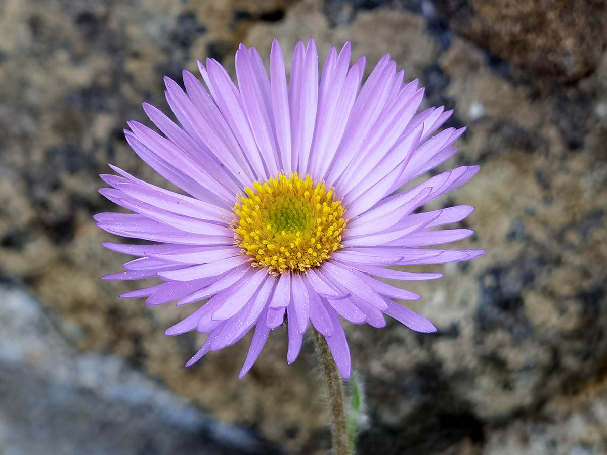 Erigeron leiomerus